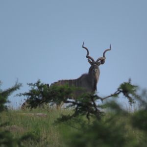 Kudu Bull South Africa