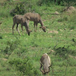 Kudu South Africa