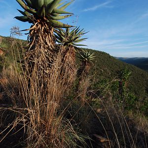 Mountain Aloe in South Africa