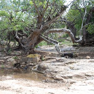 Hunting Area in South Africa