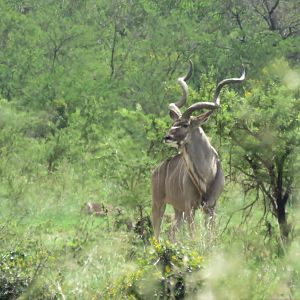 Kudu Bull South Africa