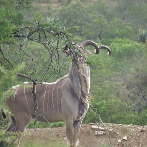 Kudu Bull South Africa