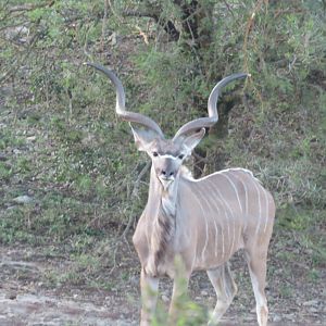 Young Kudu Bull South Africa