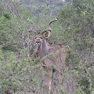 Kudu Bull South Africa