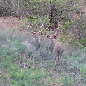 Kudu Bull South Africa