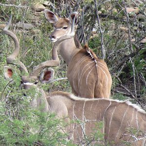 Kudu Bull South Africa