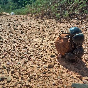 Dung Beetle South Africa