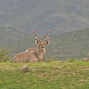 Kudu Bull South Africa