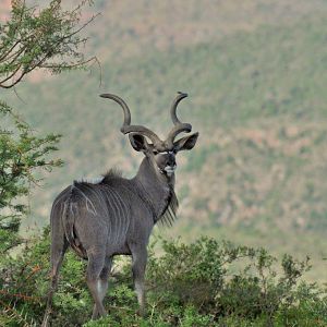 Kudu Bull South Africa