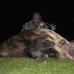 Bushpig Bow Hunt South Africa