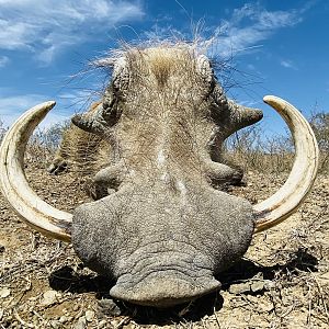 Warthog Hunt South Africa