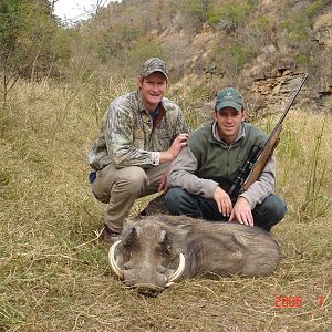 South Africa Hunting Warthog