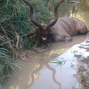 Hunting Kudu in South Africa