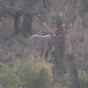 Kudu in South Africa