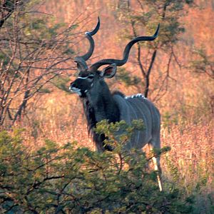 Kudu in South Africa