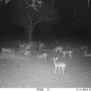 Jackal & Brown Hyana Trail Cam Pictures South Africa