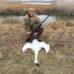 Utah USA Hunt Tundra Swan