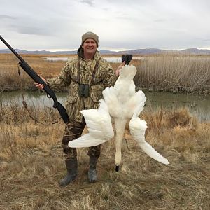 Hunting Tundra Swan in Utah USA