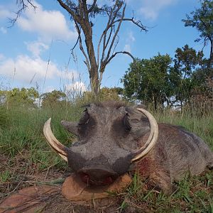 South Africa Hunting Warthog