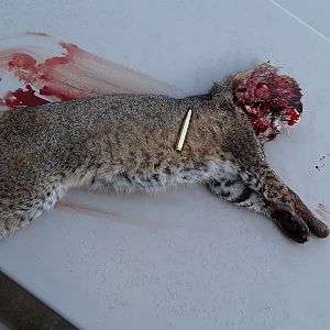 Hunt Bobcat in USA