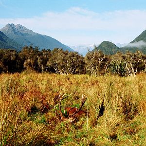 New Zealand Hunt Red Stag