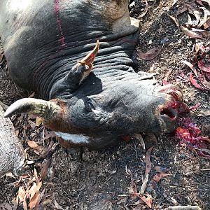 Australia Hunting Scrub Bull