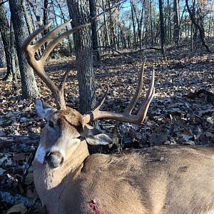 Hunting White-tailed Deer in USA