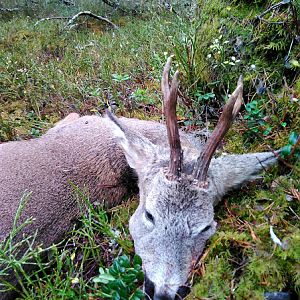 Hunt Roe Deer in Sweden