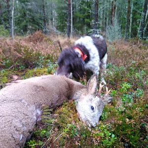Roe Deer Hunting Sweden