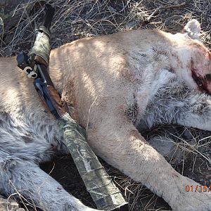 Mountain Lion Hunt Arizona USA