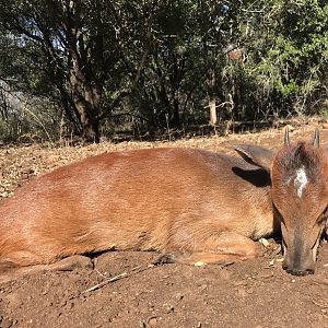 Hunt Red Duiker in South Africa