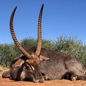 Hunt Waterbuck in South Africa