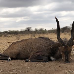 South Africa Hunt Bushbuck