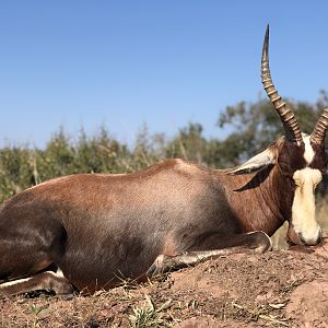 South Africa Hunting Blesbok