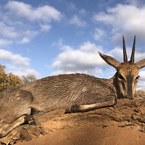 Hunting Duiker in South Africa