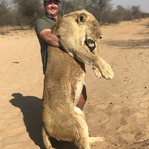 South Africa Hunting Lioness