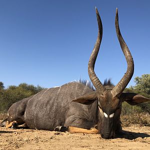 South Africa Hunting Nyala