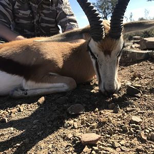 South Africa Hunting Springbok