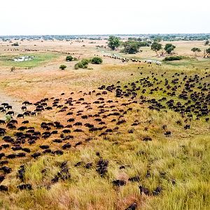 Big herd of Cape Buffalo in Namibia