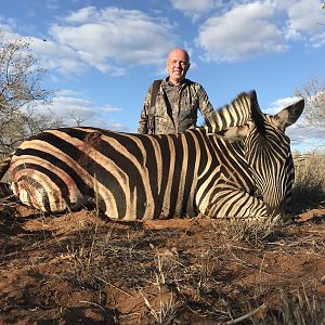 South Africa Hunt Burchell's Plain Zebra