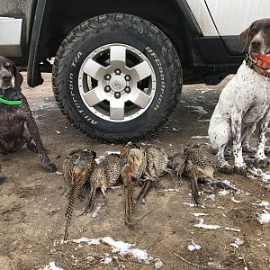 Hunt Pheasant in Kansas USA