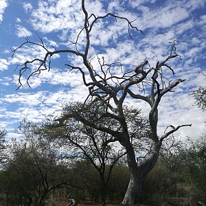 Hunting Area South Africa