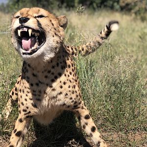 Cheetah in South Africa