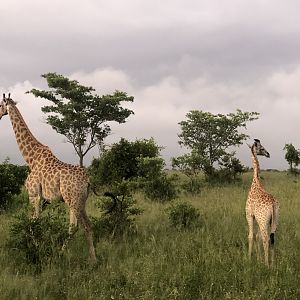 Giraffes in South Africa