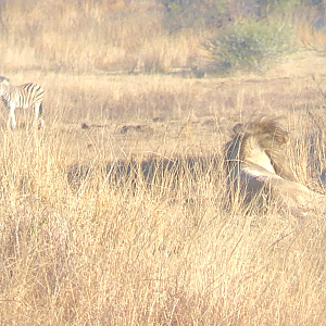 Burchell's Plain Zebra & Lions South Africa