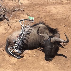South Africa Bow Hunting Blue Wildebeest