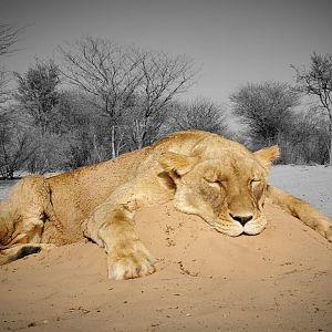 South Africa Hunting Lioness