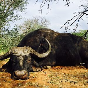 Hunt Buffalo in South Africa