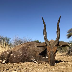 South Africa Hunt Bushbuck