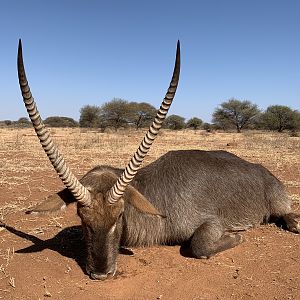 South Africa Hunting Waterbuck